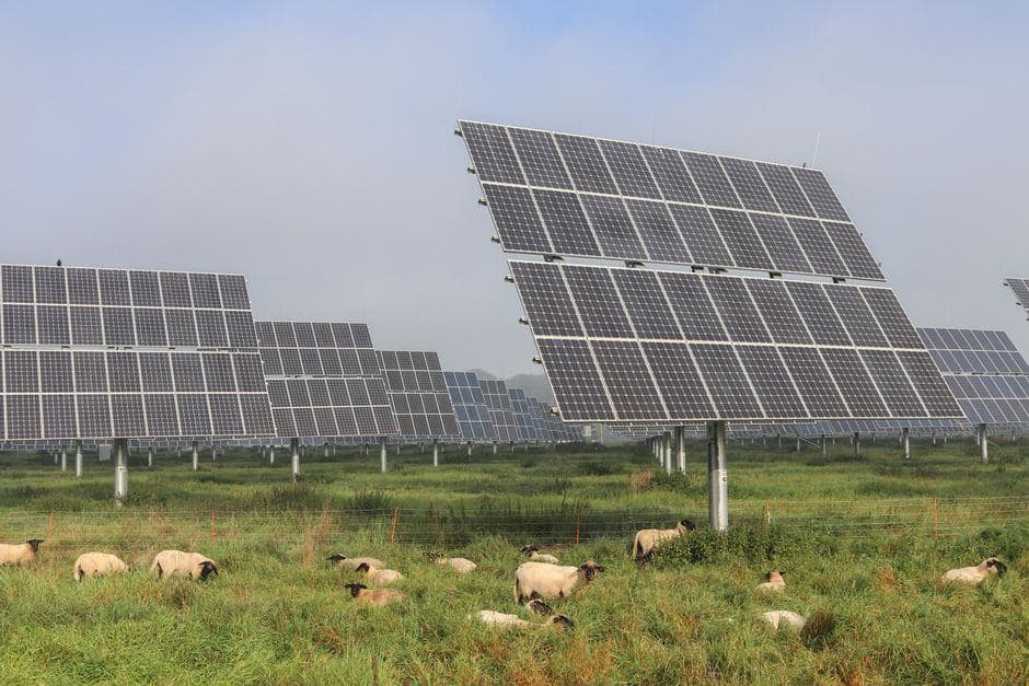 Agrivoltika umožňuje využívať pôdu súčasne na pestovanie plodín, chov zvierat a efektívnu výrobu elektrickej energie. (Foto: Vincent Delsuc / Pexels)